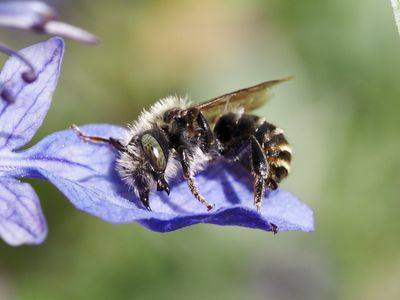 Osmia