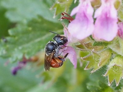 Osmia