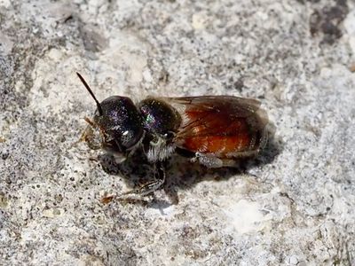 Osmia