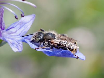 Osmia