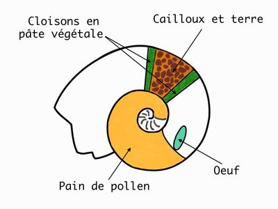 Osmia