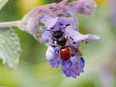 Osmia