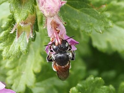 Osmia