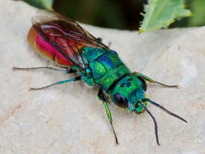 Chrysura