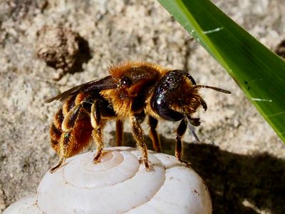 Osmia