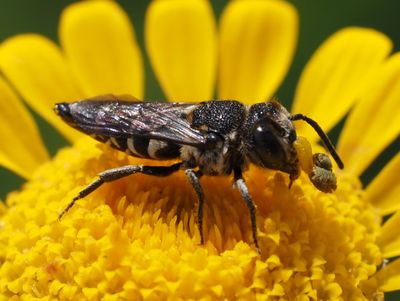 Coelioxys