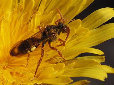 Nomada sp.