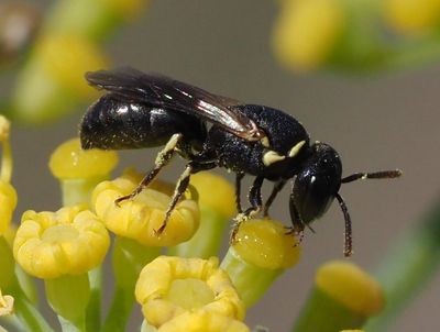 Hylaeus