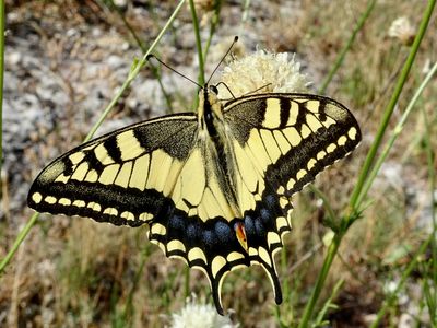 Machaon