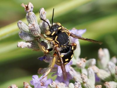 Anthidium