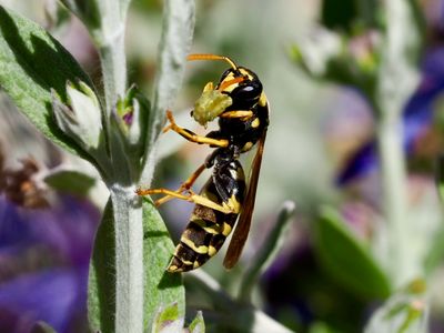 Polistes