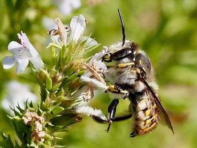 Anthidium