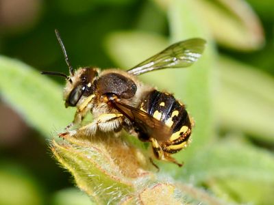 Anthidium