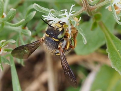 Anthidium