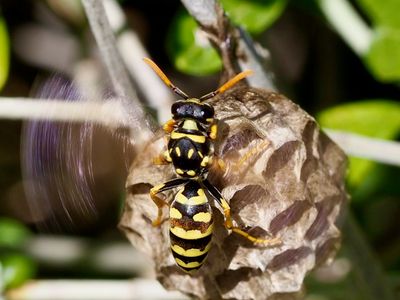 Polistes