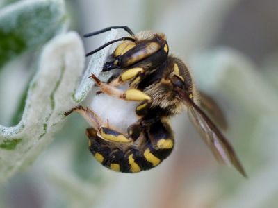 Anthidium