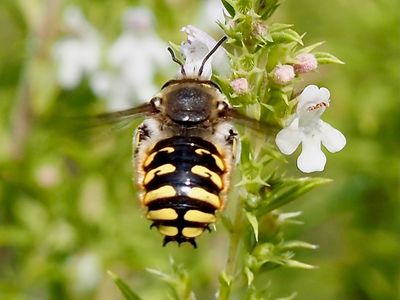 Anthidium