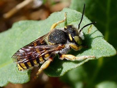 Anthidium