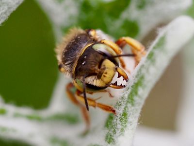 Anthidium