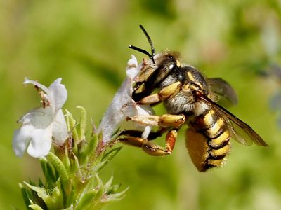 Anthidium