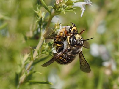 Anthidium