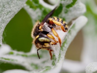 Anthidium