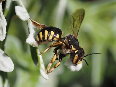 Anthidium