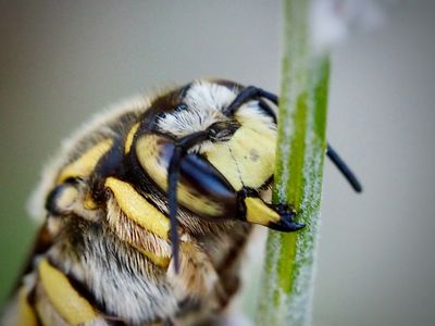 Anthidium