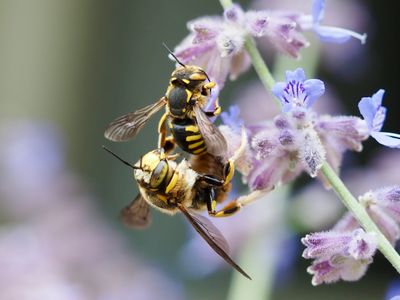 Anthidium