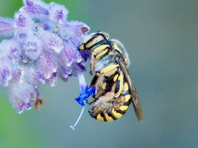 Anthidium