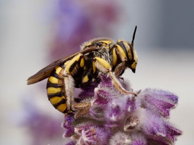 Anthidium