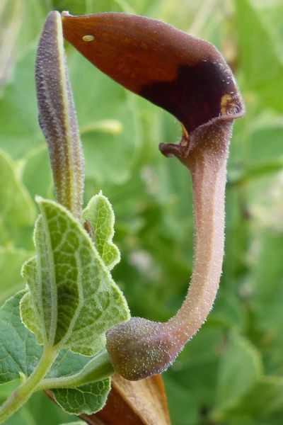 Aristolochia