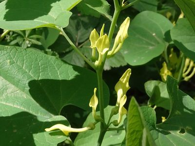 Aristolochia