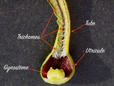 Aristolochia