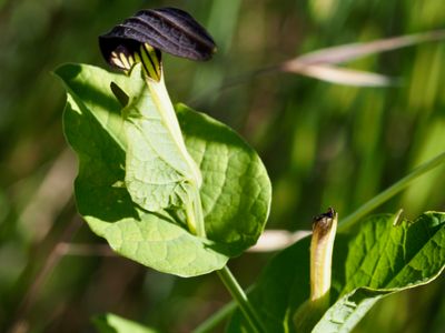 Aristolochia