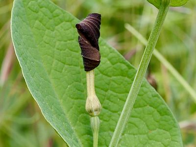 Aristolochia