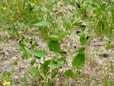 Aristolochia