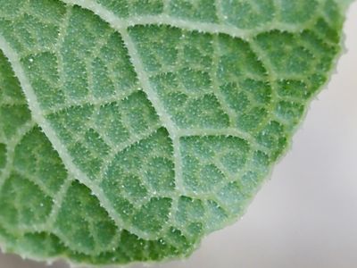 Aristolochia