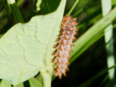 Aristolochia