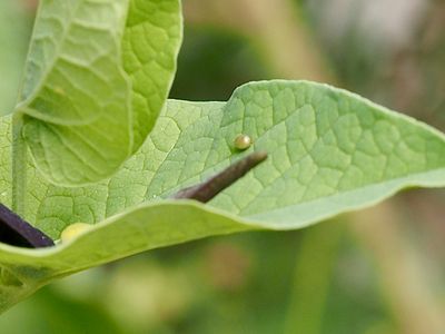 Aristolochia