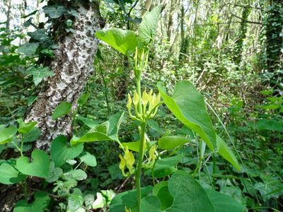 Aristolochia