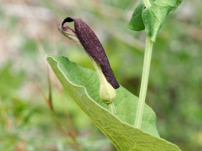 Aristolochia