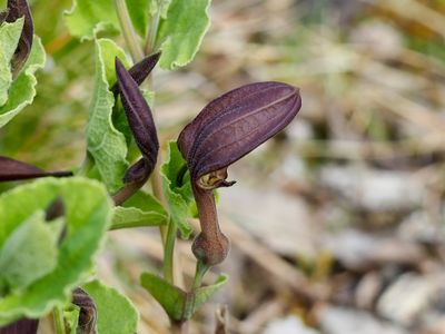 Aristolochia