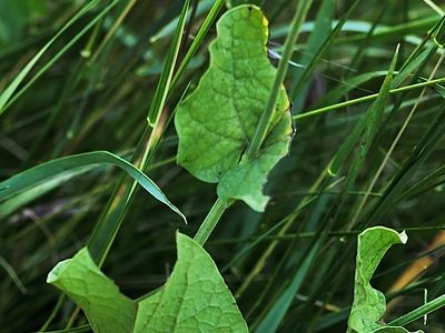 Aristolochia