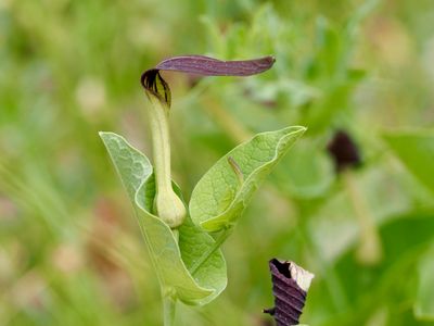 Aristolochia