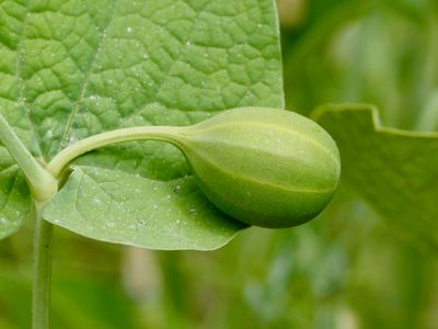 Aristolochia