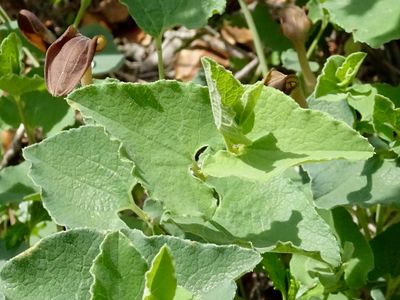 Aristolochia