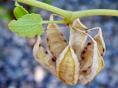 Aristolochia