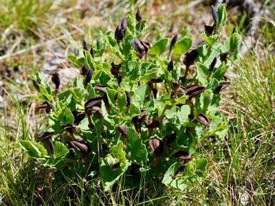 Aristolochia