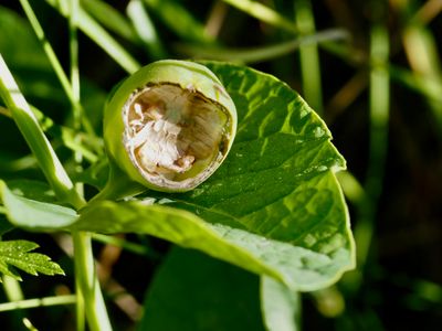 Aristolochia